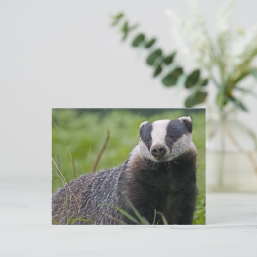 Badgerはがき ポストカード (スタンド正面)