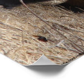 Badger Approach Poster ポスター (角)