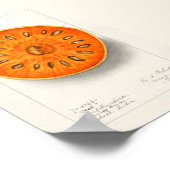 Bael (Aegle Marmelos)フルーツウォーター絵画カラー ポスター (角)