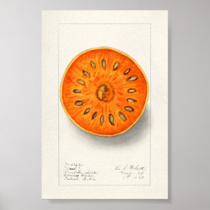 Bael (Aegle Marmelos)フルーツウォーター絵画カラー ポスター