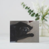 Bagheera黒猫 ポストカード (スタンド正面)