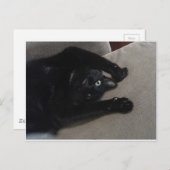 Bagheera黒猫 ポストカード (正面/裏面)