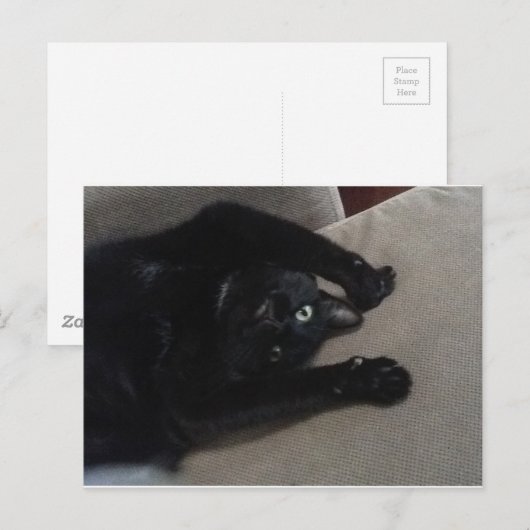 Bagheera黒猫 ポストカード (正面/裏面)