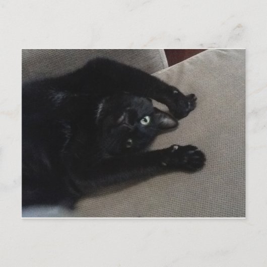 Bagheera黒猫 ポストカード (正面)