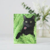 Bagheera the Black Catはがき ポストカード (スタンド正面)