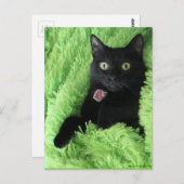 Bagheera the Black Catはがき ポストカード (正面/裏面)