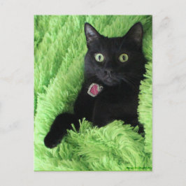 Bagheera the Black Catはがき ポストカード