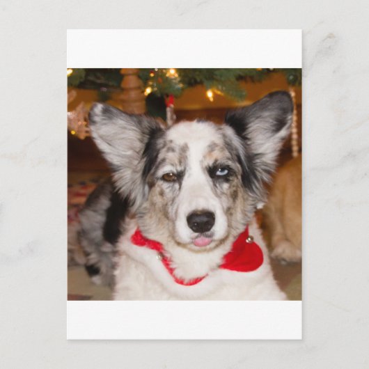 Bahの詐欺!!! ポストカード (正面)