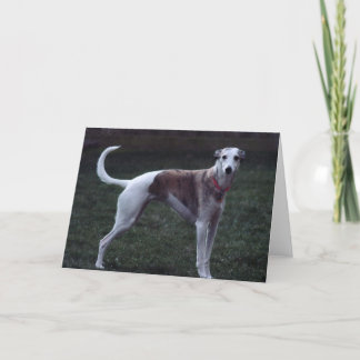 「Bailey」Whippet Photo Greeting Card カード