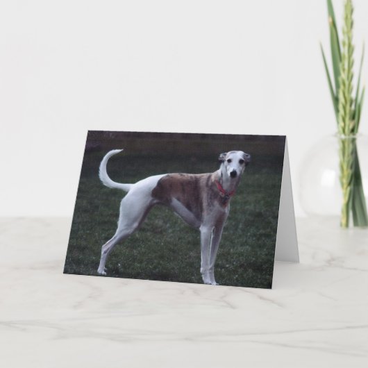 「Bailey」Whippet Photo Greeting Card カード (正面)