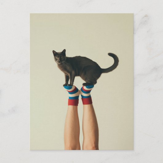 Balancing Cat on Striped Socks, Cat Lovers ポストカード (正面)