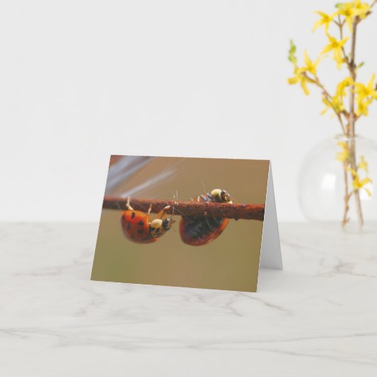 Balancing Ladybugs Nature Photography Note カード (黄色い花)