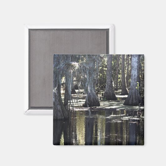 Bald Cypress マグネット (正面/裏面)
