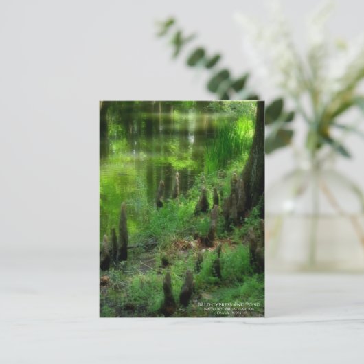 Bald cypress and Pond ポストカード (スタンド正面)