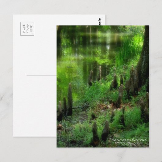 Bald cypress and Pond ポストカード (正面/裏面)