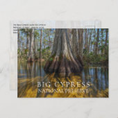 Bald Cypress Big Cypress National Preserve, FL ポストカード (正面/裏面)