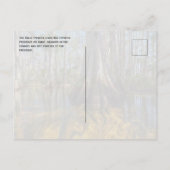 Bald Cypress Big Cypress National Preserve, FL ポストカード (裏面)