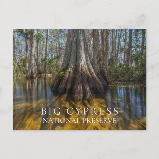 Bald Cypress Big Cypress National Preserve, FL ポストカード (正面)