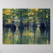 Bald Cypress Trees | Horseshoe Lake Illinois ポスター (正面)