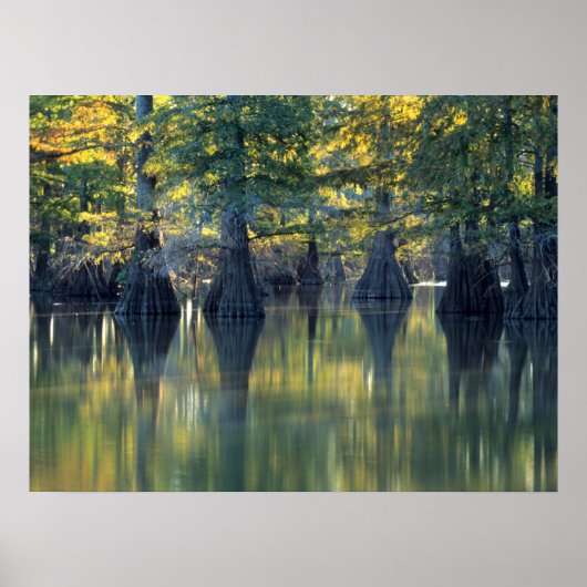 Bald Cypress Trees | Horseshoe Lake Illinois ポスター (正面)