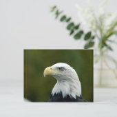Bald Eagleのヘッドハガキ ポストカード (スタンド正面)