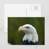 Bald Eagleのヘッドハガキ ポストカード (正面/裏面)