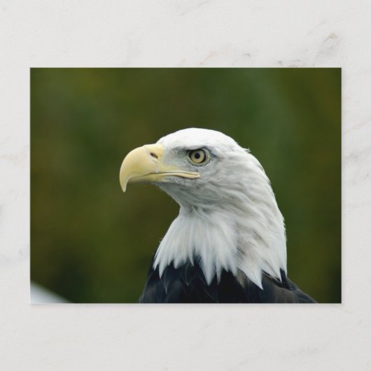 Bald Eagleのヘッドハガキ ポストカード (正面)
