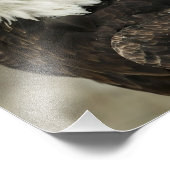 Bald Eagleの写真 フォトプリント (角)