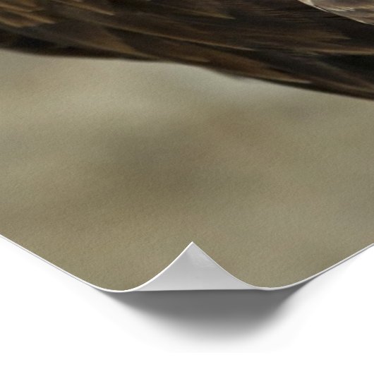 Bald Eagleの写真 ポスター (角)