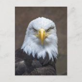 Bald Eagleの写真 ポストカード (正面)