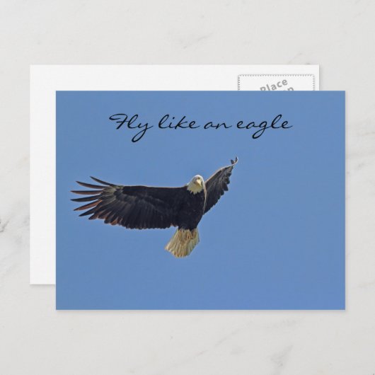 Bald Eagleの写真 ポストカード (正面/裏面)