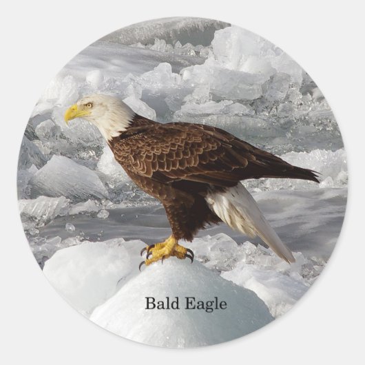Bald Eagleシール ラウンドシール (正面)