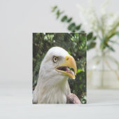 Bald Eagleフォトポストカード ポストカード (スタンド正面)