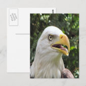 Bald Eagleフォトポストカード ポストカード (正面/裏面)