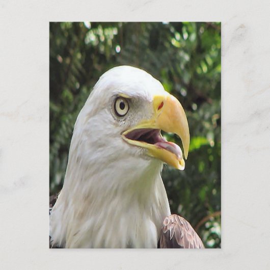 Bald Eagleフォトポストカード ポストカード (正面)