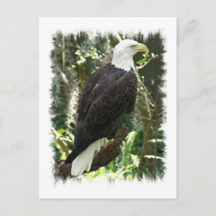 Bald Eagleフォトポストカード ポストカード