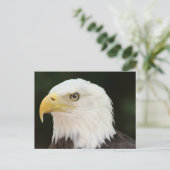 Bald Eagleフォトポストカード ポストカード (スタンド正面)