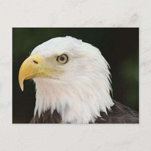 Bald Eagleフォトポストカード ポストカード (正面)
