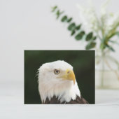 Bald Eagleフォトポストカード ポストカード (スタンド正面)