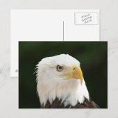 Bald Eagleフォトポストカード ポストカード (正面/裏面)