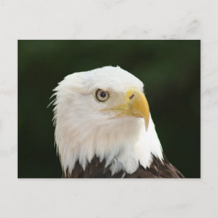 Bald Eagleフォトポストカード ポストカード