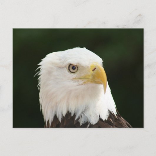 Bald Eagleフォトポストカード ポストカード (正面)