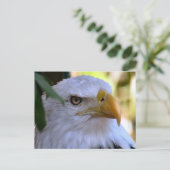 Bald Eagleフォトポストカード ポストカード (スタンド正面)