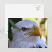 Bald Eagleフォトポストカード ポストカード (正面/裏面)