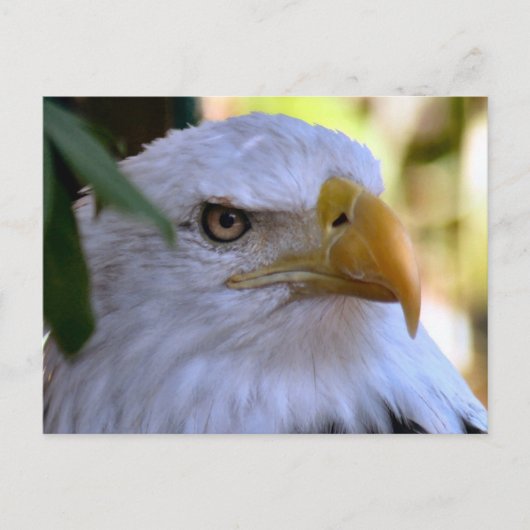 Bald Eagleフォトポストカード ポストカード (正面)