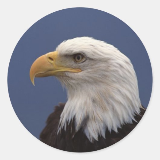 Bald Eagleプロフィール ラウンドシール (正面)