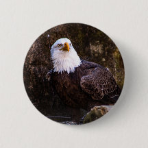 Bald Eagleボタン