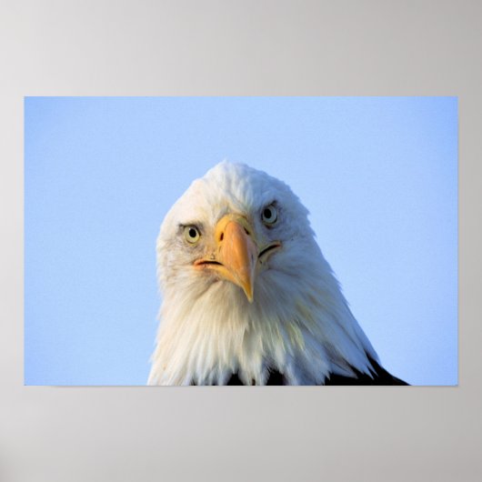 Bald Eagleポスター ポスター (正面)