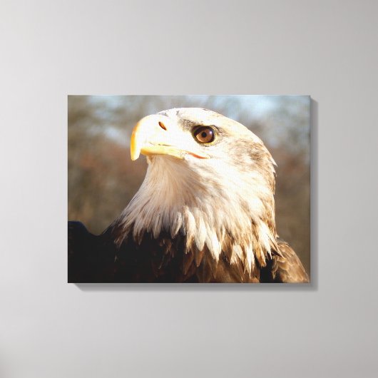 Bald Eagle威厳のあるプロフィール キャンバスプリント (正面)