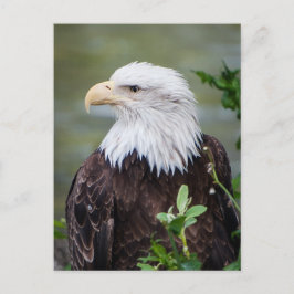 Bald Eagle ポストカード